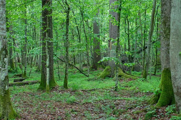 Eski meşe ve gürgen ağacı ile ilkbaharda eski doğal yaprak döken standı, Bialowieza Orman, Polonya, Avrupa