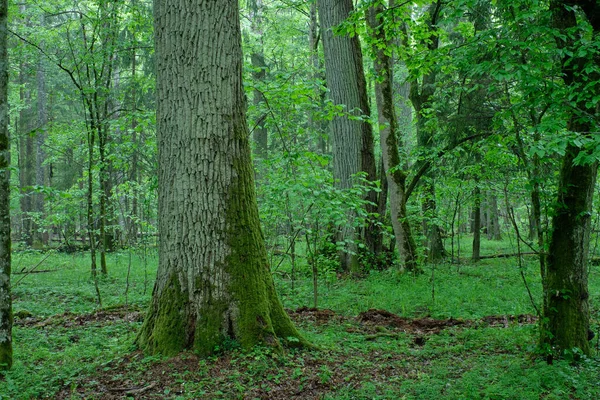 Oude Natuurlijke Bladverlietende Stand Het Voorjaar Met Oude Eik Haagbeuk — Stockfoto