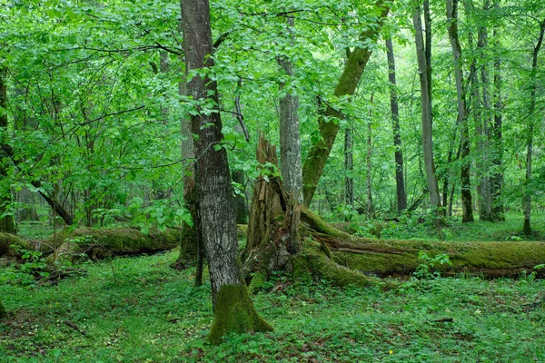 Listnatý Porost Trámy Lískovými Stromy Jaře Bialowieza Forest Polsko Evropa — Stock fotografie