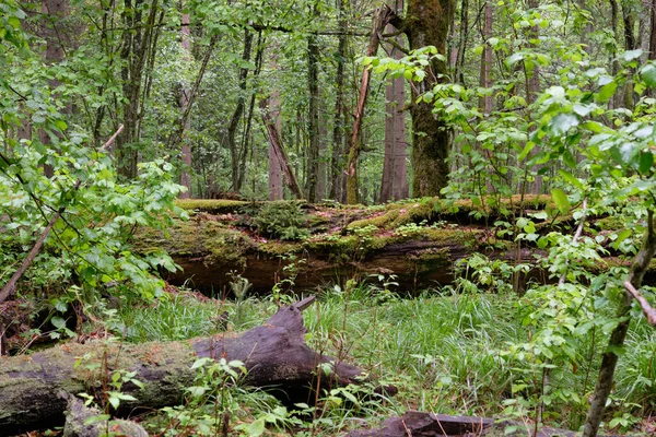 Dode Eiken Naast Mos Gewikkeld Tussen Loofbomen Zomer Bialowieza Forest — Stockfoto