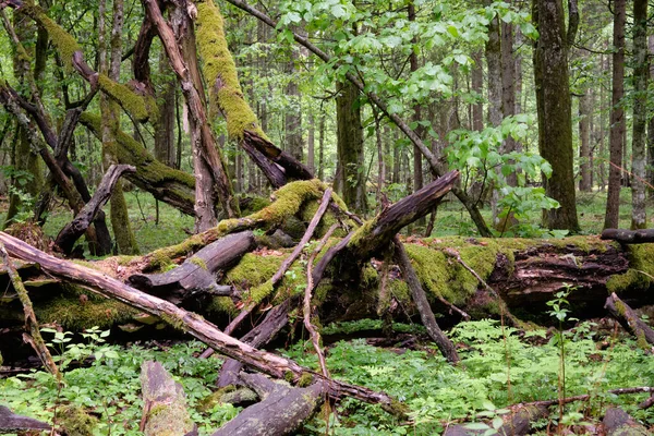 Oak Mati Tergeletak Berdampingan Lumut Dibungkus Antara Pohon Pohon Gugur — Stok Foto