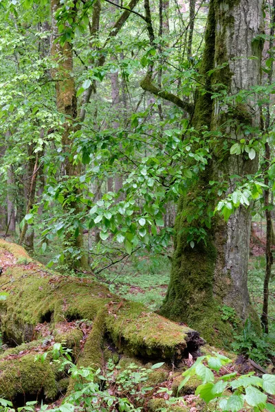 Старый Природный Лиственный Стенд Старым Роговым Деревом Сломанным Лежащим Рядом — стоковое фото