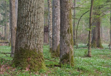 Güneşin doğuşundan önce eski meşe ağaçları olan puslu yaprak döken orman, Bialowieza Ormanı, Polonya, Avrupa