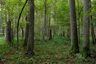Meşe ağacı ve kırık boynuz kirişi yosunların yanında, Bialowieza Ormanı, Polonya, Avrupa