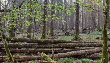 Bahar mevsiminde uzanan yaprak döken yaşlı dişbudak ağacı, Bialowieza Ormanı, Polonya, Avrupa