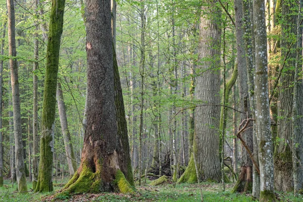 Misty Loofbos Met Oude Eiken Lente Voor Zonsopgang Bialowieza Forest — Stockfoto
