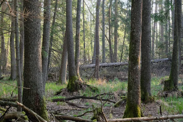Égerfa Lombhullató Állni Tavasszal Halott Fák Előtérben Bialowieza Erdő Lengyelország — Stock Fotó