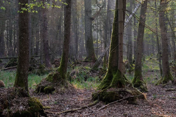 Árbol Aliso Caduco Primavera Con Árboles Muertos Primer Plano Bosque —  Fotos de Stock