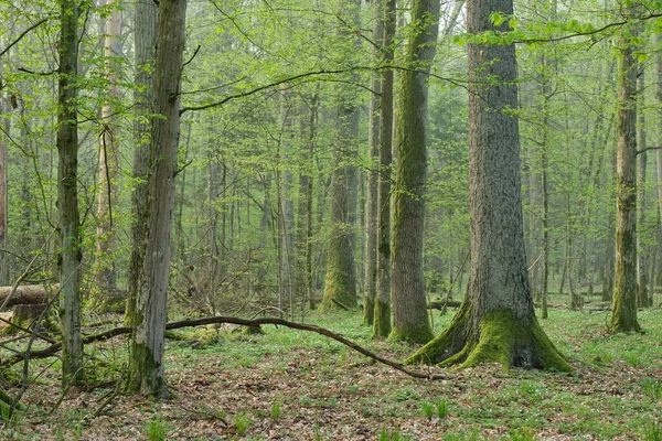 Mglisty Las Liściasty Starymi Dębami Wiosną Przed Wschodem Słońca Puszcza — Zdjęcie stockowe