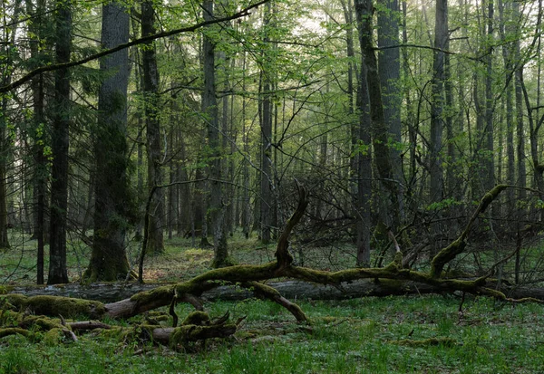 Bosque Caducifolio Con Viejos Robles Primavera Luz Del Amanecer Bosque — Foto de Stock
