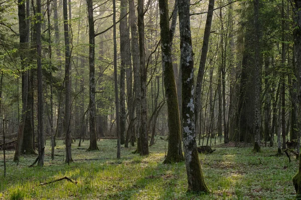 Laubwald Mit Alten Eichen Sonnenaufgangslicht Des Frühlings Bialowieza Forest Polen — Stockfoto