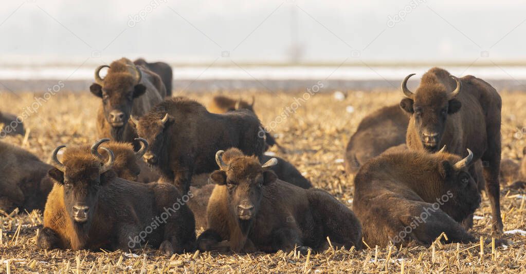 Free ranging european bison herd resting in wintertime fieldt, Bialowieza Forest, Poland, Europe
