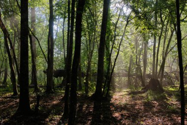 Güneş ışığı sisli bir sabahta zengin yaprak döken ormana ön planda genç boynuzlu ışınlar ile giriyor, Bialowieza Ormanı, Polonya, Avrupa
