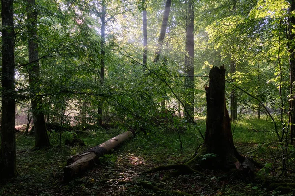 낙엽수는 비알로 비에자 로비에 Vialowieza 들보와 나무들 — 스톡 사진