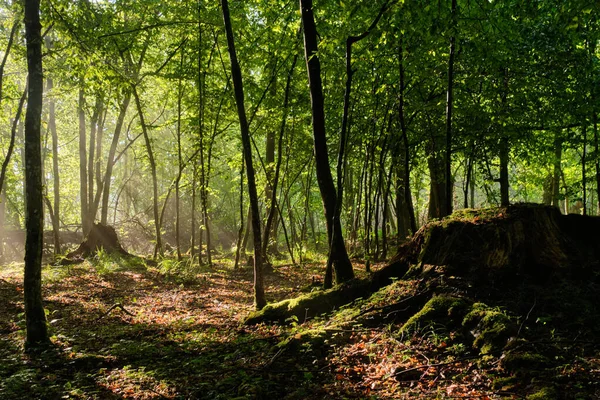 Sunbeam Entering Rich Deciduous Forest Misty Morning Juvenile Hornbeams Foreground — Stock Photo, Image