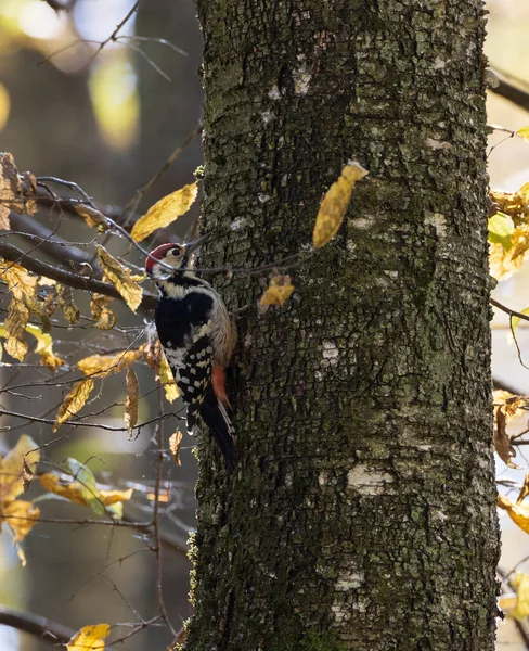 White Backed Woodpecker Dendrocopos Leucotos Fall Bright Background Bialowieza Forest — Stock Photo, Image