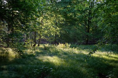 Sabah zengin yaprak döken ormana giren ışık, arka planda eğreltiotu, Bialowieza Ormanı, Polonya, Avrupa