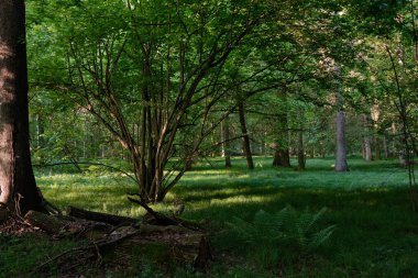 Sabah zengin yaprak döken ormana giren ışık, ağaçların altında çimenler, Bialowieza Ormanı, Polonya, Avrupa