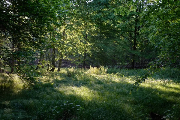 Sabah zengin yaprak döken ormana giren ışık, arka planda eğreltiotu, Bialowieza Ormanı, Polonya, Avrupa
