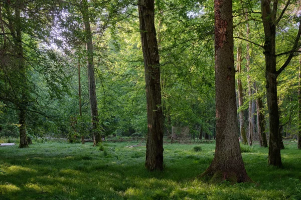 Light entering rich deciduous forest in morning with old oak tree in foreground, Bialowieza Forest, Poland, Europe