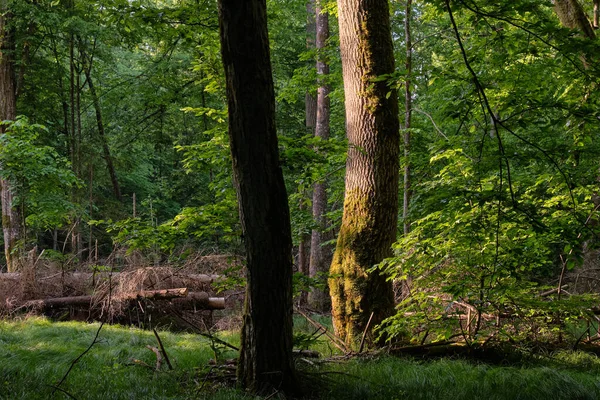 Fényes Belépő Gazdag Lombhullató Erdő Reggel Régi Tölgyfa Háttérben Bialowieza — Stock Fotó