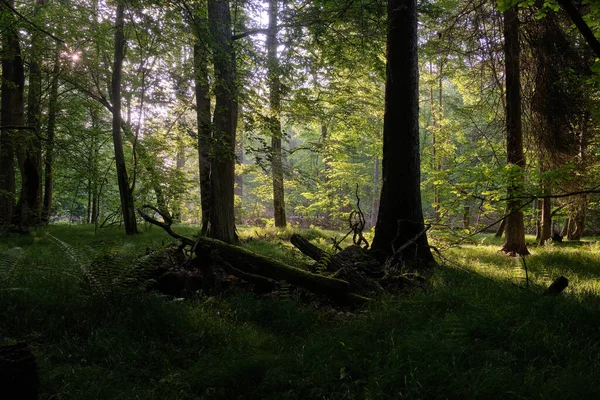 Φως Εισέρχεται Πλούσιο Φυλλοβόλο Δάσος Πρωί Παλιά Βελανιδιά Πρώτο Πλάνο — Φωτογραφία Αρχείου