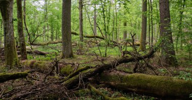 Baharda eski doğal yaprak döken bir tezgah. Önünde yaşlı meşe ve korna ağacı, Bialowieza Ormanı, Polonya, Avrupa