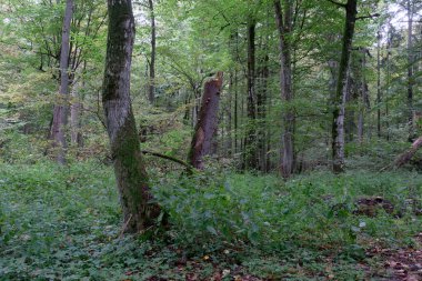 Boynuz kirişleri ve kırık ağacı olan güz yapraklı ağaç standı, Bialowieza Ormanı, Polonya, Avrupa