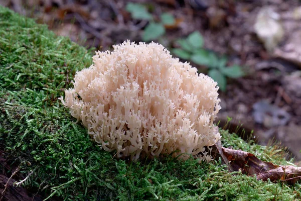 Hongo Coral Artomyces Pyxidatus Crece Sobre Primer Plano Del Musgo —  Fotos de Stock