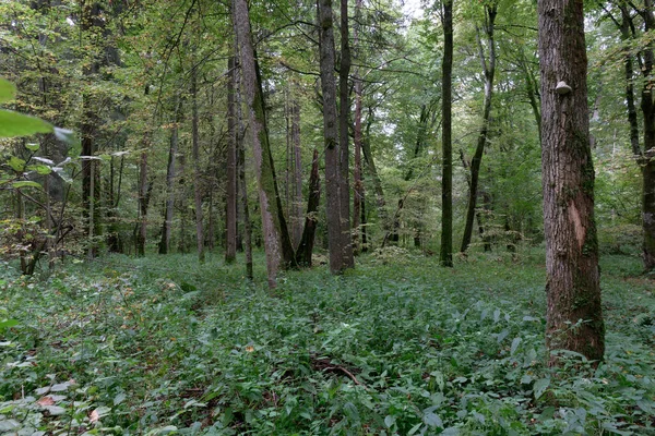 Φθινοπωρινή Φυλλοβόλα Δένδρα Κεράτινα Δοκάρια Και Σπασμένα Δένδρα Bialowieza Forest — Φωτογραφία Αρχείου