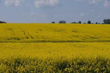 Yazın başlarında mavi gökyüzünün altında ağaçlar ve çalılar olan sarı tecavüz sahası, Podlasie Voyvodeship, Polonya, Avrupa