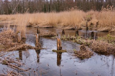 İlkbaharda Bialowieza köyü yakınlarındaki Narewka Nehri önünde eski köprü, Podlasie Voyvodeship, Polonya, Avrupa