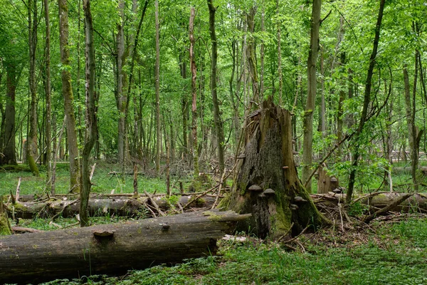 Stand Primaverile Deciduo Primaverile Con Vecchi Abeti Rossi Rotti Foresta — Foto Stock