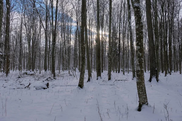 波兰人 波兰人 比阿罗维萨森林 早上落叶后的降雪 树上覆盖着积雪 — 图库照片