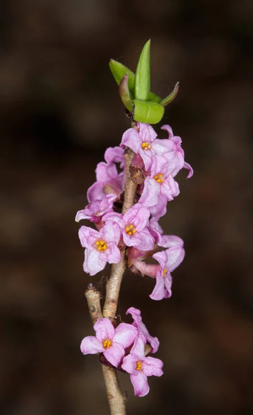 Flowering Mezereon Daphne Mezereum Spring Close Bialowieza Forest Poland Europe — Stock Photo, Image
