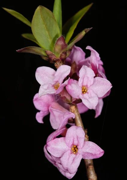 Flowering Mezereon Daphne Mezereum Spring Close Bialowieza Forest Poland Europe — Stock Photo, Image