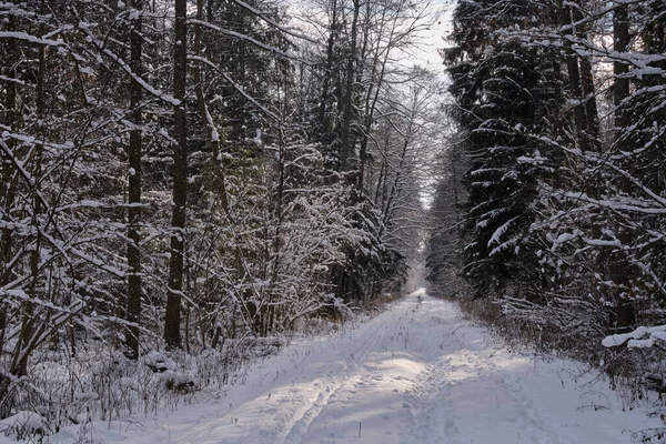 冬季雪景落叶林与道路对面 比亚洛维埃萨森林 — 图库照片
