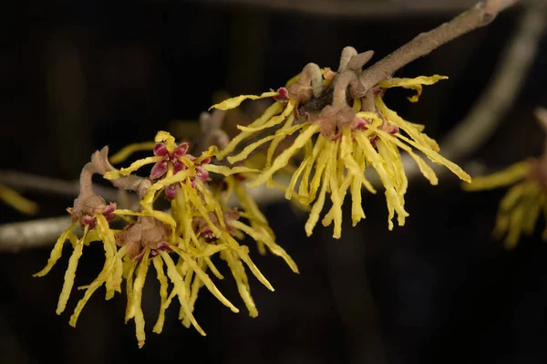 Witch Hazel Hamamelis Virginiana Flowering Close Early Spring Podlaskie Voivodeship — Stock Photo, Image