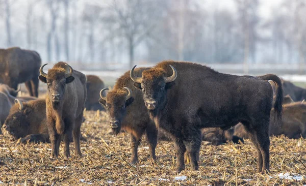 Pascolo Bovino Europeo Inverno Voivodato Podlaskie Polonia Europa — Foto Stock