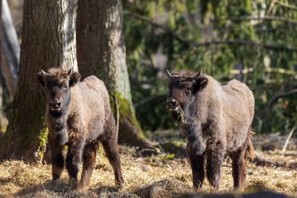 Dos Terneros Europeos Cison Bison Bonasus Luz Del Sol Primavera —  Fotos de Stock