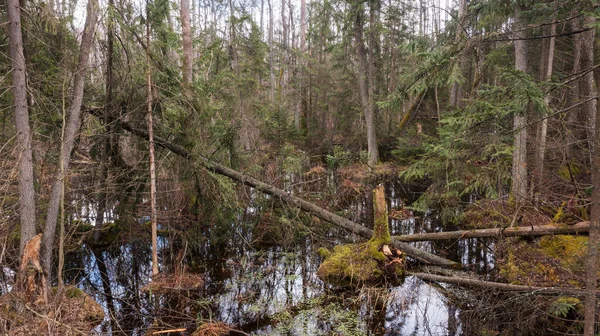 Estande Floresta Swapy Com Árvores Quebradas Água Parada Redor Floresta — Fotografia de Stock