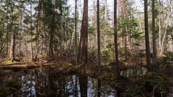 Bosque Swapy Con Árboles Rotos Agua Estancada Alrededor Bosque Bialowieza —  Fotos de Stock
