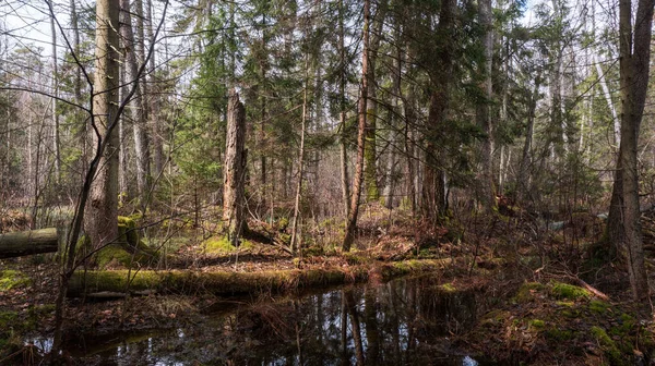 Bosque Swapy Con Árboles Rotos Agua Estancada Alrededor Bosque Bialowieza — Foto de Stock