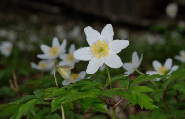 Rüzgâr Çiçeği 'nin (Anemone nemorosa) tek bir çiçeği, bir diğer tüylü rüzgâr çiçeğiyle, Polonya, Avrupa' nın Bialowieza Ormanı 'nda taze yeşil arkaplana yaklaşır.