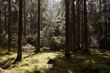 Springtime coniferous forest tree stan in sun with pines and spruces, Bialowieza Forest, Poland, Europe