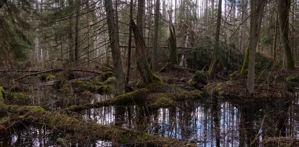Bosque Pantano Aliso Primavera Con Árboles Inundados Agua Bosque Bialowieza — Foto de Stock