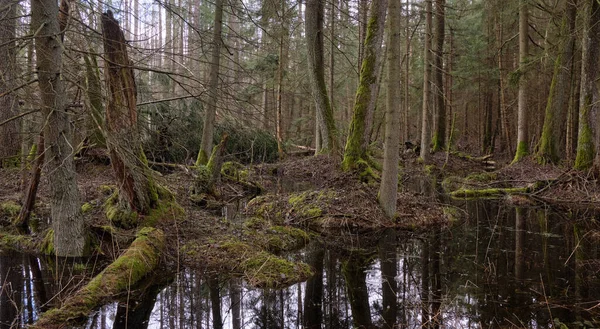 Springtime Alder Bog Forest Met Water Overstroomde Bomen Bialowieza Forest — Stockfoto