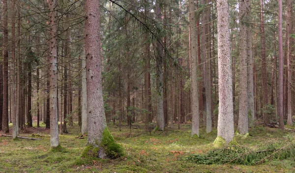 Springtime Κωνοφόρα Δασοσυστάδα Πεύκα Και Έλατα Bialowieza Δάσος Πολωνία Ευρώπη — Φωτογραφία Αρχείου