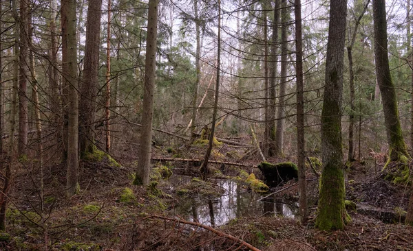 Floresta Amieiro Brejo Primavera Com Árvores Inundadas Água Floresta Bialowieza — Fotografia de Stock