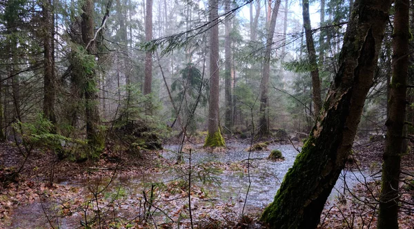 Springtime Alder Bog Forest Heavy Rainfall Bialowieza Forest Poland Europe — Stock Photo, Image